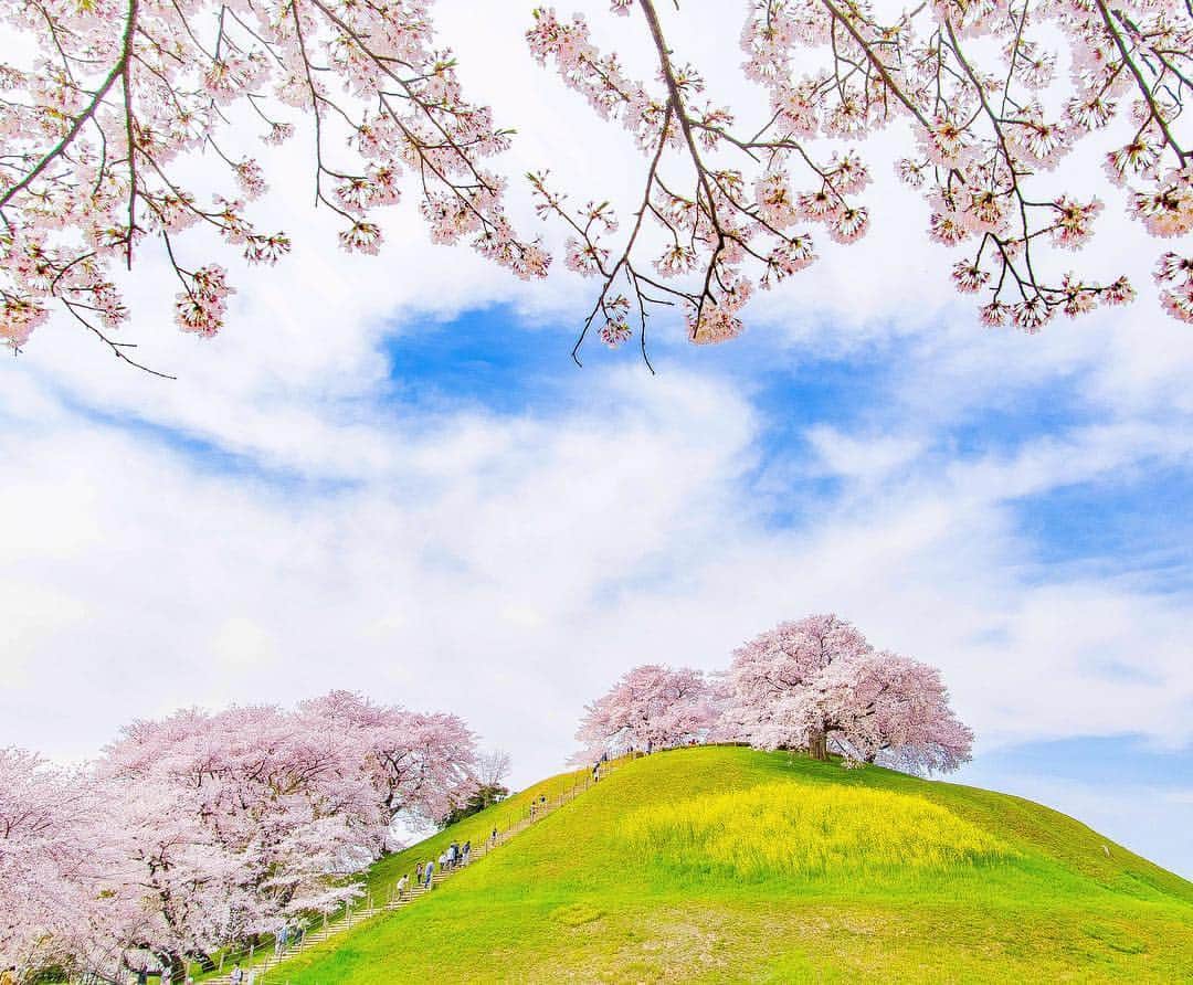 詩歩さんのインスタグラム写真 - (詩歩Instagram)「🌸﻿ ﻿ 桜はなぜ川沿いに多いか、ご存知ですか？﻿ ﻿ とある理由から、江戸時代以降、川沿いに桜が意図的に植えられているんです。﻿ ﻿ ところで「翔んで埼玉」が大ヒットな「埼玉県」ですが、実は川の面積が日本一の「川の国」！﻿ ﻿ 川が多い→桜の名所が多い！﻿ ﻿ ということで、私が以前めぐった「埼玉のお花見スポット」について朝日新聞に寄稿しました。﻿ ﻿ 川沿いに桜が多い理由も記載してますよ💪﻿ ﻿ ✏️プロフィールにもURL貼ってます﻿ http://shiho.me/7609﻿ ﻿ 3スポットご紹介していますが、電車とバスで、1日で3箇所まるっと巡れちゃう、丸1日楽しめるコースです🚃﻿ ﻿ 池袋から一本で行ける近さで、都内の名所と比べると混雑具合は1/100くらいでしょうか…﻿ ゆっくりと桜を楽しめますよ〜🙌﻿ ﻿ ﻿ 今年はどこへお花見に行こうかな〜と迷い中の方。﻿ ぜひ見頃の時期をチェックして、行ってみてくださいね☺🌸﻿ ﻿ ﻿ ちなみに、私は大学時代４年間は埼玉県民でした🔥﻿ サイタマラリアに罹ったことはありませんのでご安心ください😇﻿ ﻿ ﻿ ﻿ 📷10th April 2017﻿ 📍唐沢川・元荒川・さきたま古墳公園／埼玉県﻿ 📍Saitama pref／Japan﻿ ﻿ ﻿ ﻿ ©︎Shiho/詩歩﻿」3月28日 15時22分 - shiho_zekkei