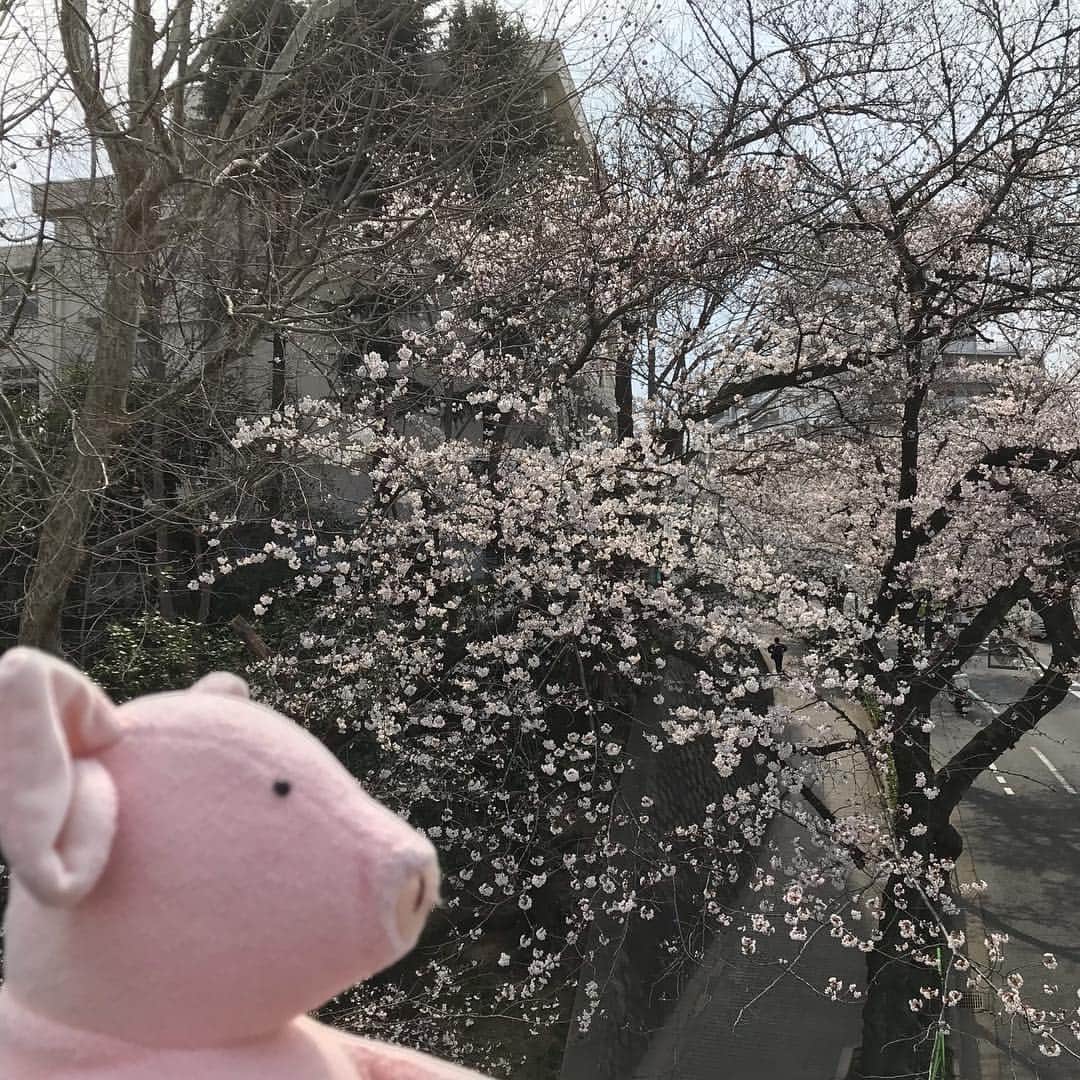 矢崎存美さんのインスタグラム写真 - (矢崎存美Instagram)「晴れているうちに桜を見に行きました。 #ぶたぶた #山崎ぶたぶた #矢崎存美 #桜 #花見」3月28日 15時27分 - yazakiarimi