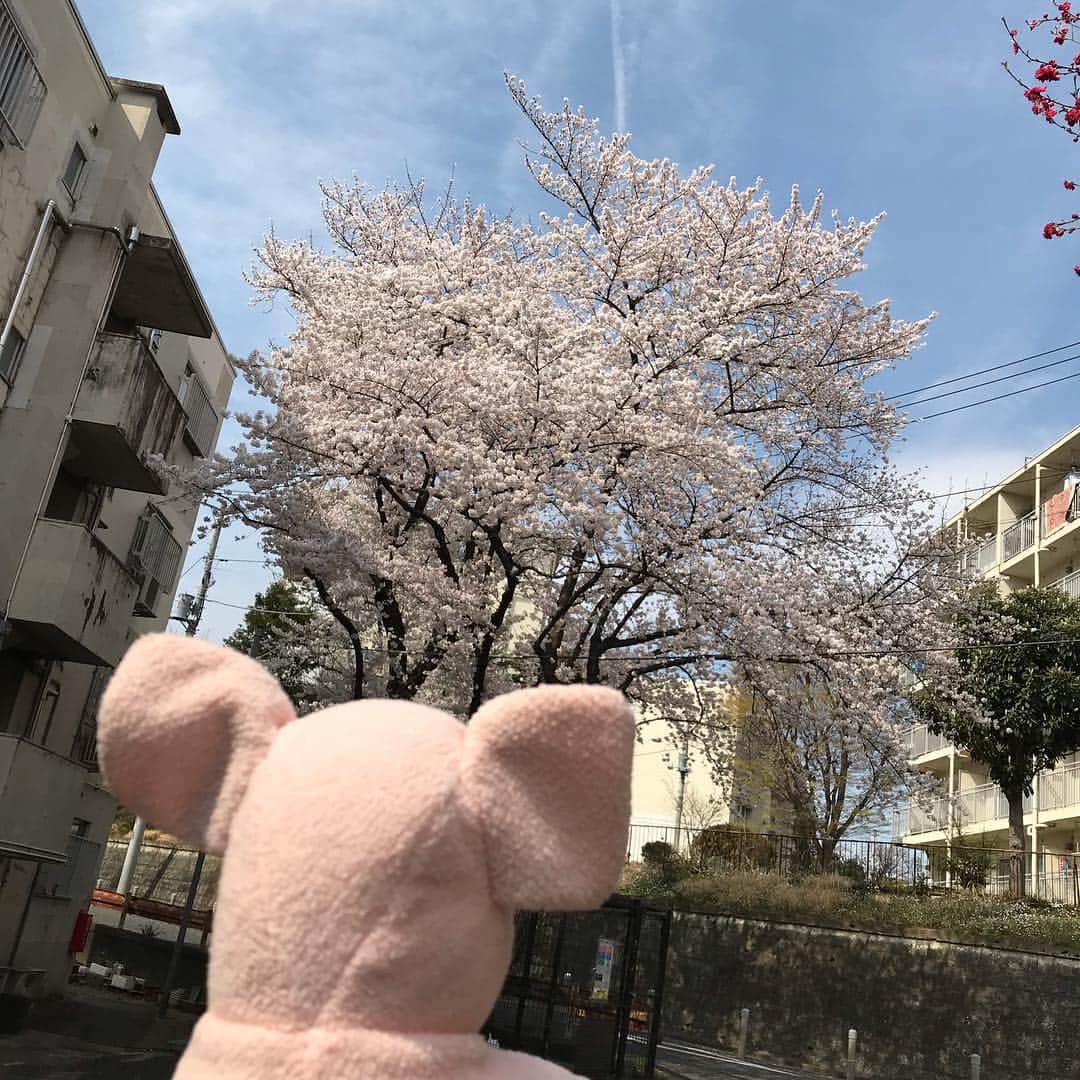 矢崎存美さんのインスタグラム写真 - (矢崎存美Instagram)「晴れているうちに桜を見に行きました。 #ぶたぶた #山崎ぶたぶた #矢崎存美 #桜 #花見」3月28日 15時27分 - yazakiarimi