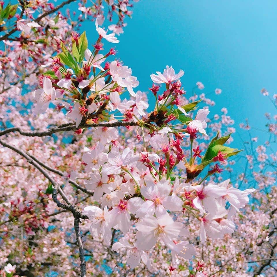 薬手名家さんのインスタグラム写真 - (薬手名家Instagram)「アンニョンハセヨ、薬手名家です😙 - 地域によって時間の差はありますが、 あと少し桜の花が満開しますよね！ とても楽しみです❤❤❤ - これは去年の写真ですが、 今年もきれいに咲き乱れるといいですね🌸 皆さんも楽しみにしていらっしゃるのでしょうか😙」3月28日 15時38分 - yakson_japan