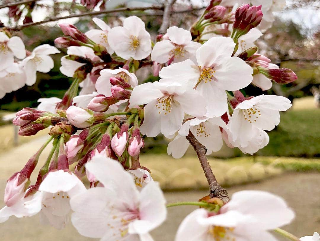 江川清音さんのインスタグラム写真 - (江川清音Instagram)「﻿ ‪🌸小石川後楽園🌸‬﻿ ソメイヨシノとしだれ桜を楽しむことができる特別名勝の小石川後楽園。‬﻿ ‪推定樹齢60年を超えるしだれ桜も✨‬﻿ ﻿ ‪ソメイヨシノは満開まであと僅か。﻿ しだれ桜は見頃を過ぎていました😌‬﻿ ﻿ ‪勝手にさくプロ大使、始動しています💕‬﻿ ﻿ ‪#勝手にさくプロ大使 #小石川後楽園 #桜 ‬#ソメイヨシノ #染井吉野 #シダレザクラ #しだれ桜 #お花見」3月28日 15時31分 - egawasayane