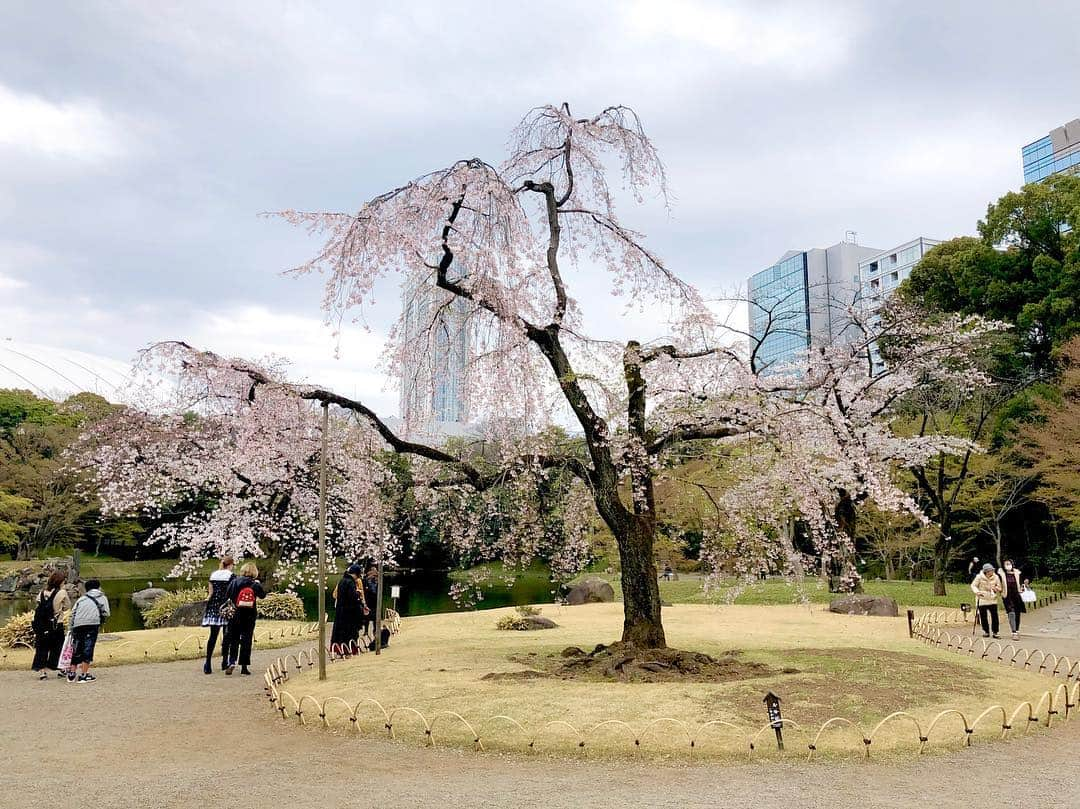 江川清音さんのインスタグラム写真 - (江川清音Instagram)「﻿ ‪🌸小石川後楽園🌸‬﻿ ソメイヨシノとしだれ桜を楽しむことができる特別名勝の小石川後楽園。‬﻿ ‪推定樹齢60年を超えるしだれ桜も✨‬﻿ ﻿ ‪ソメイヨシノは満開まであと僅か。﻿ しだれ桜は見頃を過ぎていました😌‬﻿ ﻿ ‪勝手にさくプロ大使、始動しています💕‬﻿ ﻿ ‪#勝手にさくプロ大使 #小石川後楽園 #桜 ‬#ソメイヨシノ #染井吉野 #シダレザクラ #しだれ桜 #お花見」3月28日 15時31分 - egawasayane