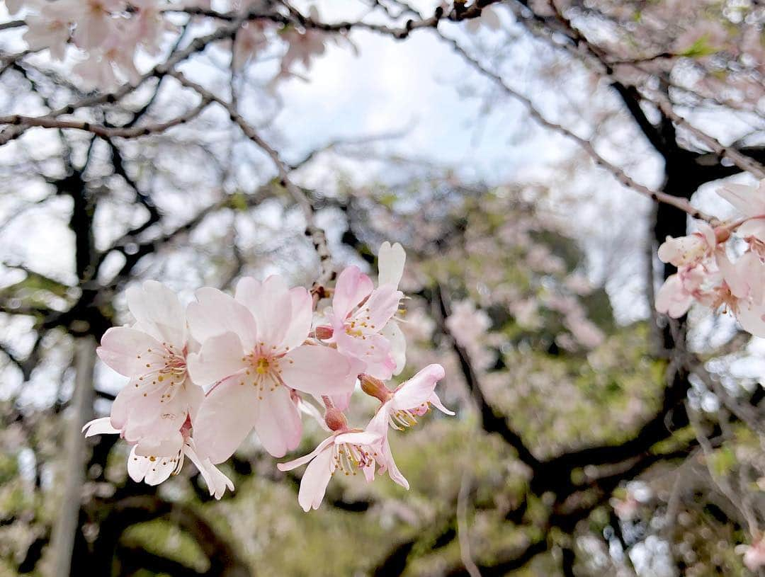 江川清音さんのインスタグラム写真 - (江川清音Instagram)「﻿ ‪🌸小石川後楽園🌸‬﻿ ソメイヨシノとしだれ桜を楽しむことができる特別名勝の小石川後楽園。‬﻿ ‪推定樹齢60年を超えるしだれ桜も✨‬﻿ ﻿ ‪ソメイヨシノは満開まであと僅か。﻿ しだれ桜は見頃を過ぎていました😌‬﻿ ﻿ ‪勝手にさくプロ大使、始動しています💕‬﻿ ﻿ ‪#勝手にさくプロ大使 #小石川後楽園 #桜 ‬#ソメイヨシノ #染井吉野 #シダレザクラ #しだれ桜 #お花見」3月28日 15時31分 - egawasayane