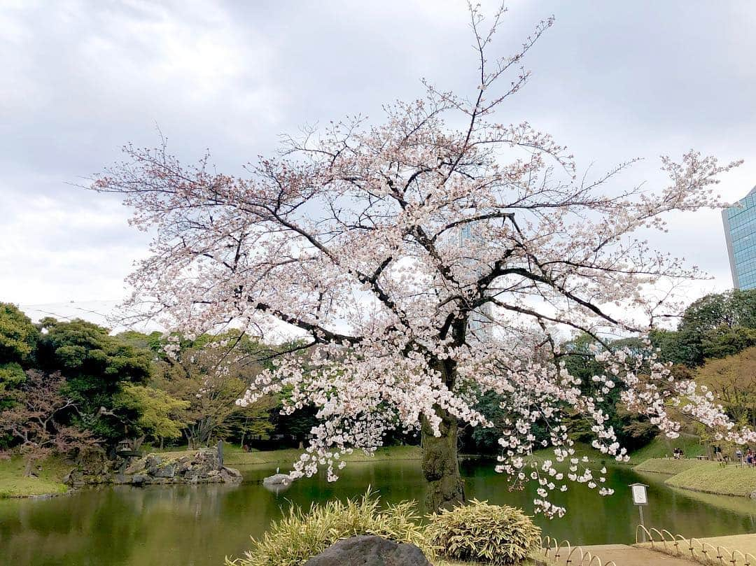 江川清音さんのインスタグラム写真 - (江川清音Instagram)「﻿ ‪🌸小石川後楽園🌸‬﻿ ソメイヨシノとしだれ桜を楽しむことができる特別名勝の小石川後楽園。‬﻿ ‪推定樹齢60年を超えるしだれ桜も✨‬﻿ ﻿ ‪ソメイヨシノは満開まであと僅か。﻿ しだれ桜は見頃を過ぎていました😌‬﻿ ﻿ ‪勝手にさくプロ大使、始動しています💕‬﻿ ﻿ ‪#勝手にさくプロ大使 #小石川後楽園 #桜 ‬#ソメイヨシノ #染井吉野 #シダレザクラ #しだれ桜 #お花見」3月28日 15時31分 - egawasayane