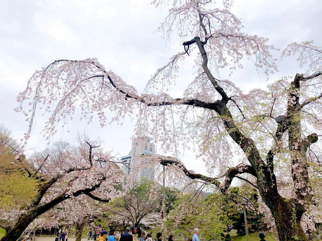 江川清音さんのインスタグラム写真 - (江川清音Instagram)「﻿ ‪🌸小石川後楽園🌸‬﻿ ソメイヨシノとしだれ桜を楽しむことができる特別名勝の小石川後楽園。‬﻿ ‪推定樹齢60年を超えるしだれ桜も✨‬﻿ ﻿ ‪ソメイヨシノは満開まであと僅か。﻿ しだれ桜は見頃を過ぎていました😌‬﻿ ﻿ ‪勝手にさくプロ大使、始動しています💕‬﻿ ﻿ ‪#勝手にさくプロ大使 #小石川後楽園 #桜 ‬#ソメイヨシノ #染井吉野 #シダレザクラ #しだれ桜 #お花見」3月28日 15時31分 - egawasayane