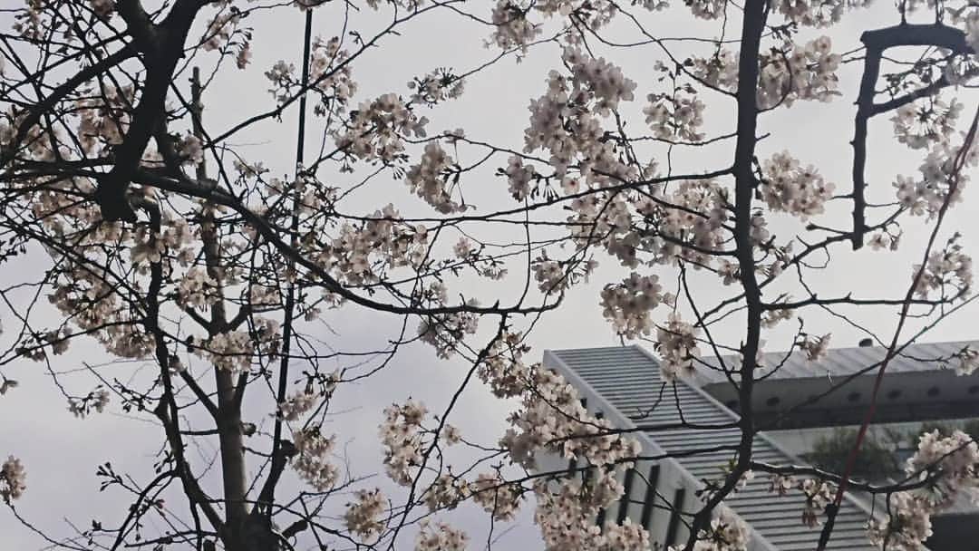 松坂南さんのインスタグラム写真 - (松坂南Instagram)「花曇り。  早くもっとピーカンにならないかなー🎵」3月28日 15時35分 - minami_matsuzaka