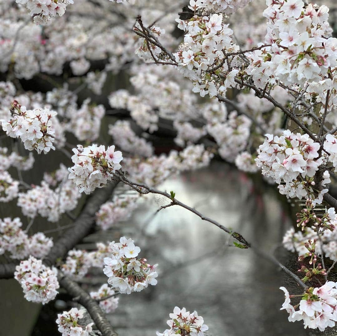 ジェンソン・バトンさんのインスタグラム写真 - (ジェンソン・バトンInstagram)「Cherry blossom chaser in Tokyo today. @rossiterracing #cherryblossom #sakura #tokyo」3月28日 15時35分 - jensonbutton