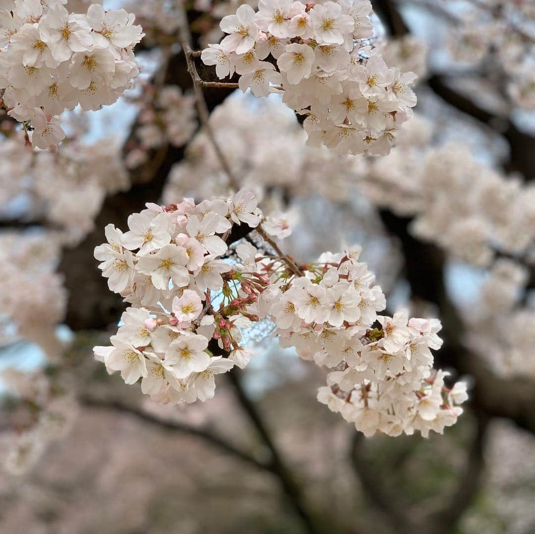 ジェンソン・バトンさんのインスタグラム写真 - (ジェンソン・バトンInstagram)「Cherry blossom chaser in Tokyo today. @rossiterracing #cherryblossom #sakura #tokyo」3月28日 15時35分 - jensonbutton