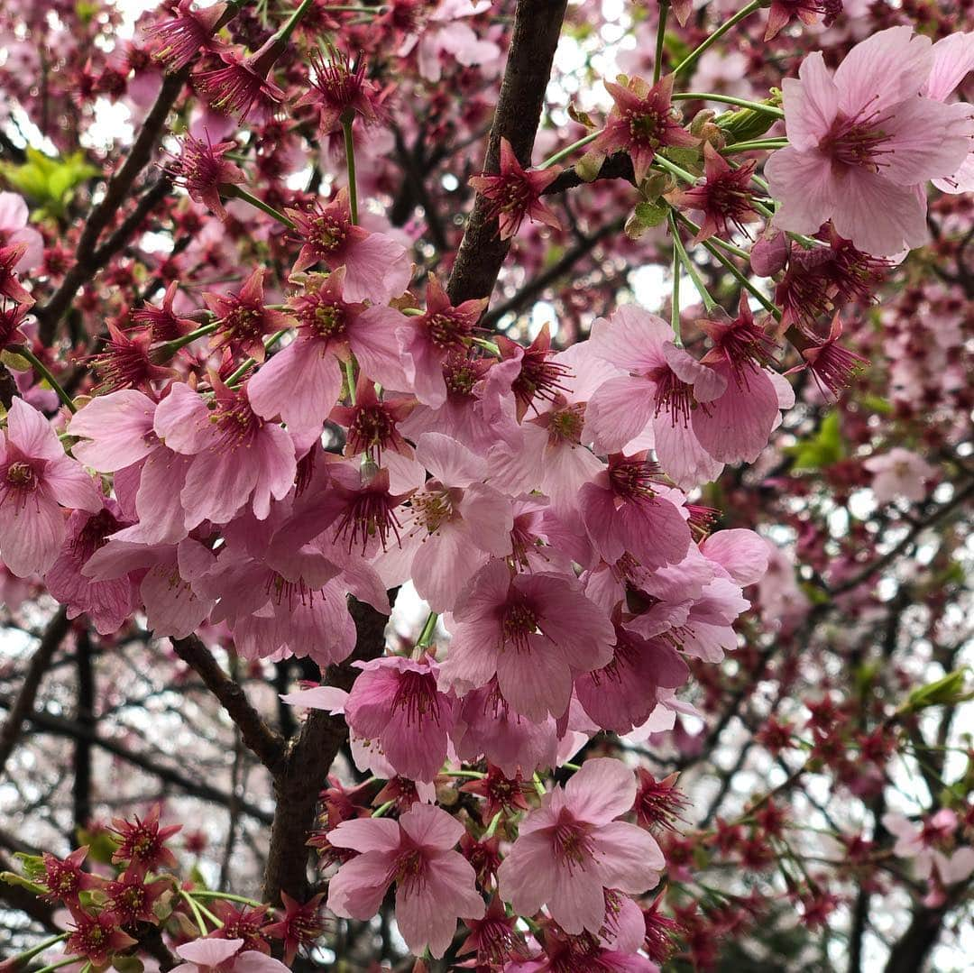 ジェンソン・バトンさんのインスタグラム写真 - (ジェンソン・バトンInstagram)「Cherry blossom chaser in Tokyo today. @rossiterracing #cherryblossom #sakura #tokyo」3月28日 15時35分 - jensonbutton