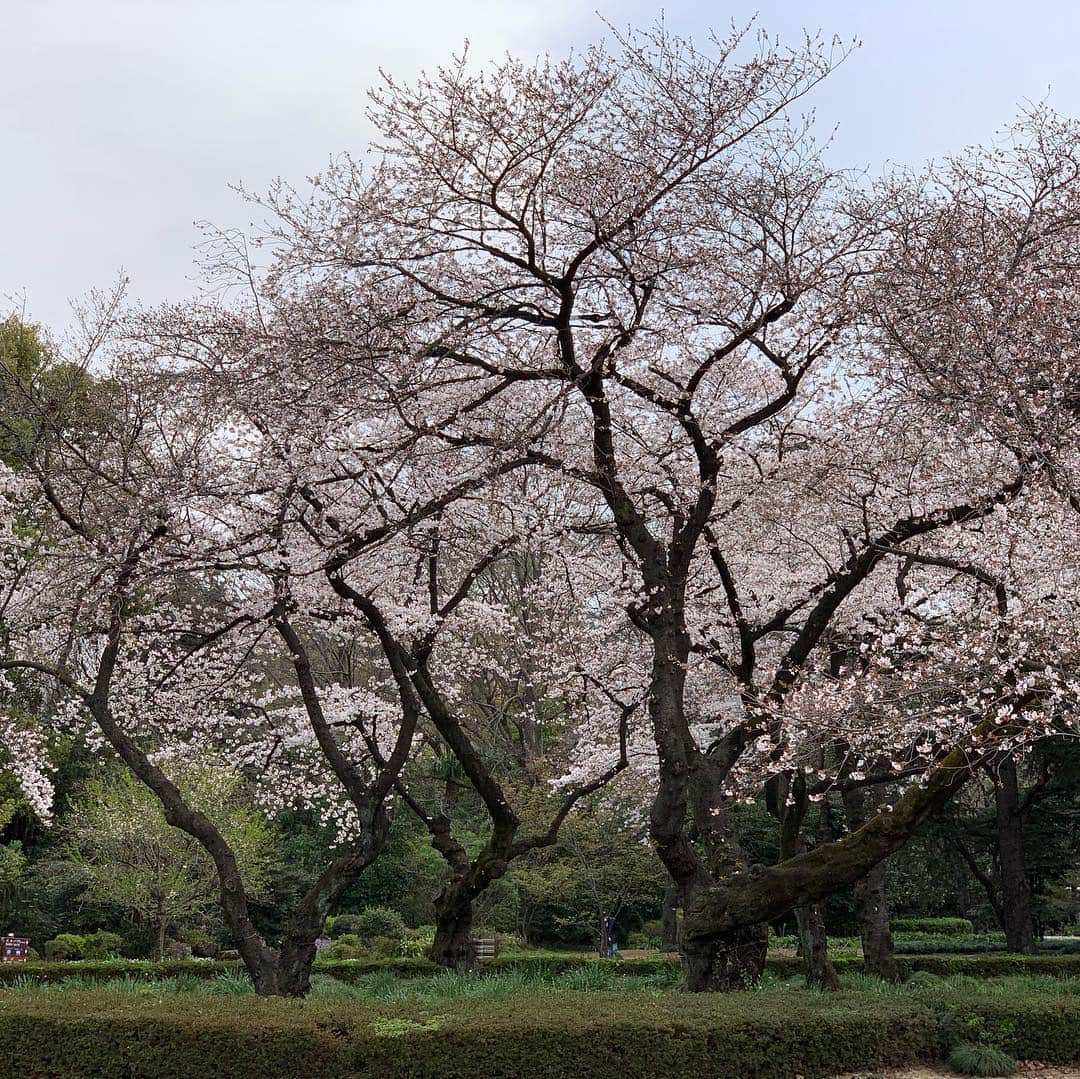 ジェンソン・バトンさんのインスタグラム写真 - (ジェンソン・バトンInstagram)「Cherry blossom chaser in Tokyo today. @rossiterracing #cherryblossom #sakura #tokyo」3月28日 15時35分 - jensonbutton