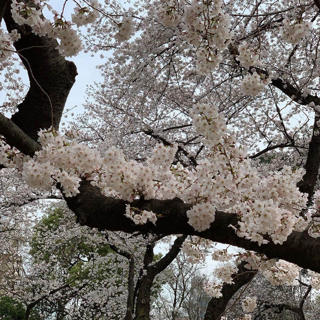 ジェンソン・バトンさんのインスタグラム写真 - (ジェンソン・バトンInstagram)「Cherry blossom chaser in Tokyo today. @rossiterracing #cherryblossom #sakura #tokyo」3月28日 15時35分 - jensonbutton