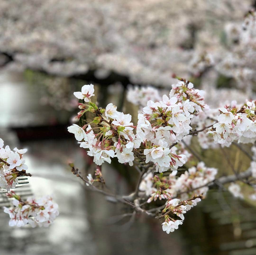 ジェンソン・バトンさんのインスタグラム写真 - (ジェンソン・バトンInstagram)「Cherry blossom chaser in Tokyo today. @rossiterracing #cherryblossom #sakura #tokyo」3月28日 15時35分 - jensonbutton