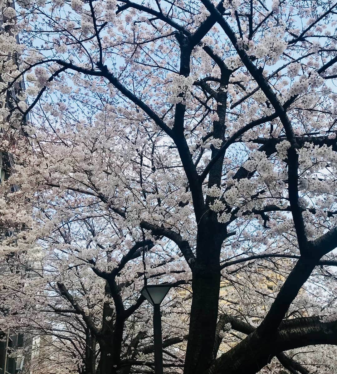 杉原杏璃さんのインスタグラム写真 - (杉原杏璃Instagram)「素敵な背景を横目に！  こんにちは！  窓から見下ろすと、桜並木が先の先まで続いてる。。。🌸 スタジオで本のカバー写真の撮影を今日はしています📸。 いいね〜  メイクしながら 取材を受けながら。。。 ずっと桜を見ながら なんて♪  #japan  #LOVE  #love  #instagood  #YOLO  #new  #look  #follow  #happy  #fun  #funny 　#smile  #beauty  #swag  #girl  #girls  #me  #fashion  #アンラブ  #グラビア  #アイドル  #グラドル  #グラビアアイドル  #anrisugihara  #杉原杏璃」3月28日 15時58分 - anri.sugihara.anri