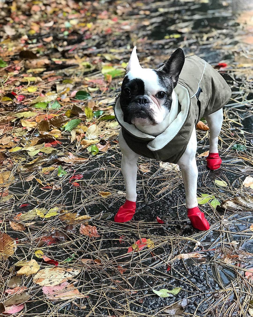 のインスタグラム：「İnsanları tanıdıkça hayvanları daha çok seviyorum...😅❤️❤️❤️ #jellybon #franchbulldog #franchise #bulldog #animalovers #jellybonbon #tbt」