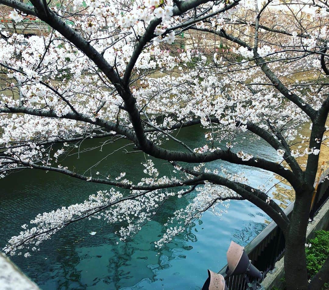 桜木梨奈さんのインスタグラム写真 - (桜木梨奈Instagram)「目黒川の桜 水面に着いちゃいそうな枝振り まだ川面は花弁で埋まってない 白と碧が綺麗 もうすぐ花と人で溢れ返ります  明日も #チーム凱 #座show 出演します🌸 #神田明神 #ショーレストラン #桜 #お花見」3月28日 16時25分 - rina_sakuragi