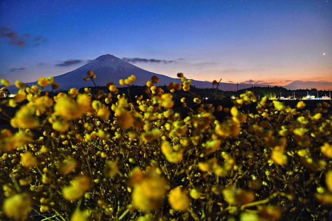 phantastic420のインスタグラム：「. 🤩🤩“Shizuoka” prefecture in Japan is a place where you can see the most “phantastic” Mt. Fuji🗻 in the world.🤩 #富士山 #mtfuji #shizuoka #fujinomiya  #phantastic420photography #mostphantasticmtfuji #selamatpagi  #goodmorning  #おはようございます 😇😇😇😇😇😇😇🗻😇😇 #ミツマタ にはまってしまった平成最後の春でした🤩ここもこんなに素晴らしい場所ですが自分しかここで撮ってる人はいないと思います🤣あてにならない自分調べですが🤣これから桜ですが今年はもうすでにミツマタと河津桜撮りまくったのであまりテンション上がりません😅 #じゃらん花畑 @jalan_net @kanden.jp #あえてシェア @visit.tokai @shizuoka_kankou #静岡dc #富士宮市 #photois #50000人の写真展 #日本の風景 #東京 @fujifilm_photois #nationalparksjp2019contest」