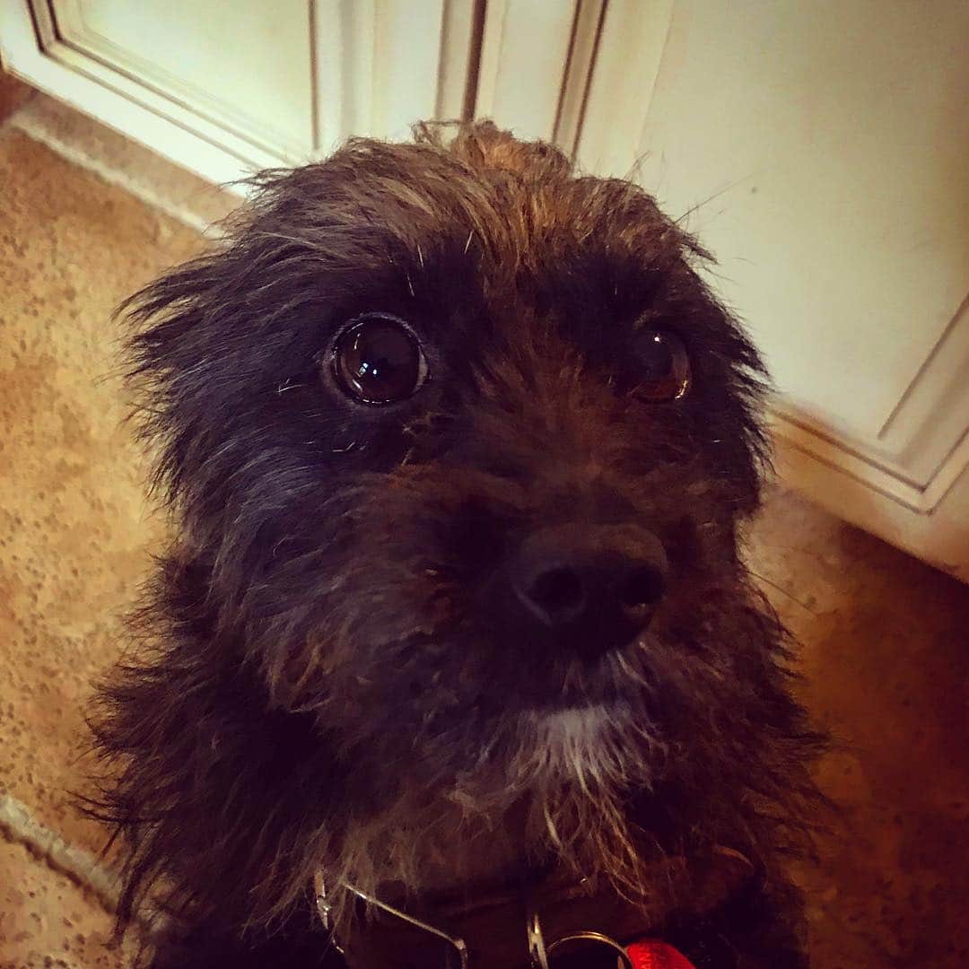 エリザベス・パーキンスさんのインスタグラム写真 - (エリザベス・パーキンスInstagram)「The face we wake up too. Pure love. 🐶♥️ #Dudley #puppers #dogsofinstagram #doglove #doglover #rescuedog #rescuedogsofinstagram Blessed. ♥️♥️♥️♥️♥️♥️♥️♥️」3月29日 2時11分 - elizabethperkins