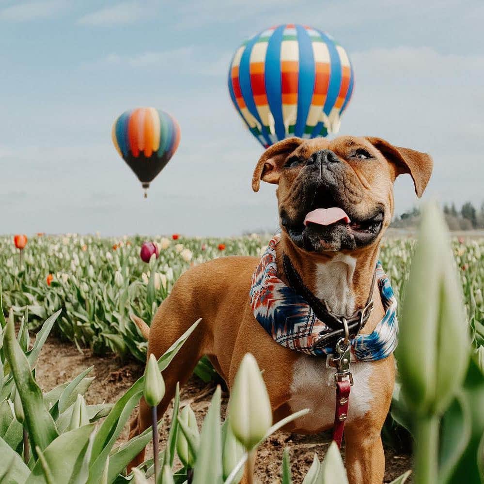 DogsOf Instagramのインスタグラム：「“I may be full of hot air…but I ain’t stuck on the ground!” writes @freya.the.boxer  #dogsofinstagram」