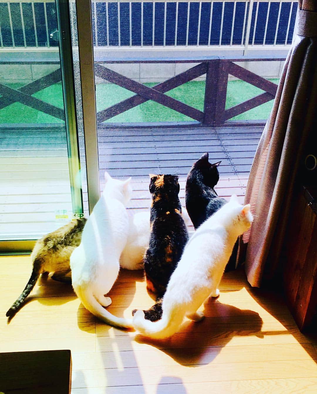 藤井惠さんのインスタグラム写真 - (藤井惠Instagram)「猫達 集まってます😽  #猫 #cat #日向ぼっこ」3月29日 2時36分 - megumi_fujii