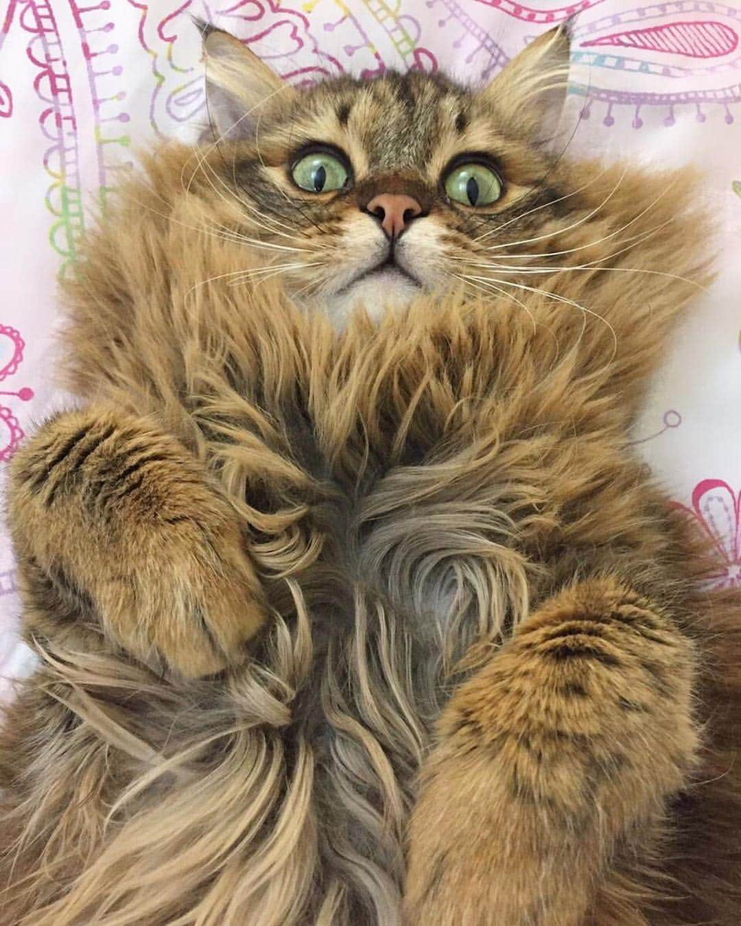 Instagramさんのインスタグラム写真 - (InstagramInstagram)「Hello, world. Today’s #WeeklyFluff is Farfor, a 3-year-old Siberian cat who loves to have his belly rubbed nonstop, even when he’s sleeping. “When I stop rubbing him, he will wake up and meow,” says Farfor’s human Alaa Ahmad Ali (@my_lulu_cat_). “I will start rubbing him again, and he will go back to sleep.” With fur like that, it’s easy to comply. Photo by @my_lulu_cat_」3月29日 3時10分 - instagram