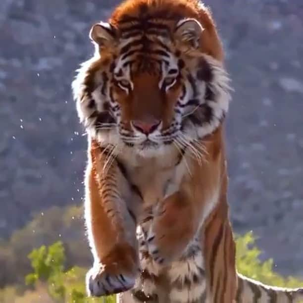 WildLifeのインスタグラム：「Amazing video by @animalplanet . . . . . . #animalsofinstagram #animalplanet #animaloftheday #wild #wildlife #outdoors #animals #wildanimals #conservation #nature #animallovers #instanature」