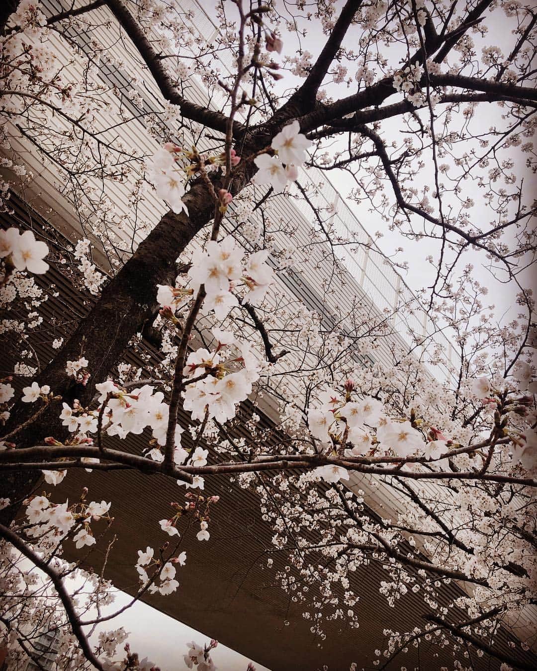 三輪晴香さんのインスタグラム写真 - (三輪晴香Instagram)「東京も満開が発表されましたね！ 歩いてると綺麗な桜並木を見つけて ついパシャパシャ撮ってしまいました☺︎ まだまだ綺麗に咲いててほしいな🌸 #桜 #春 #美」3月28日 18時32分 - miwamiwa4010