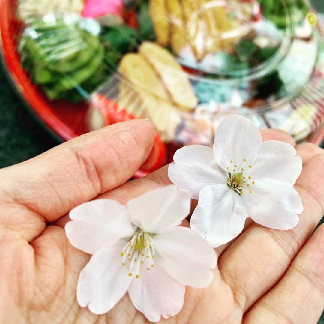 岡野綾夏さんのインスタグラム写真 - (岡野綾夏Instagram)「一足早く🌸 #お花見 . みどり先輩💕 . #今週末が見頃かな？ #桜 #福岡 #わいわい」3月28日 18時35分 - ayaka.o531