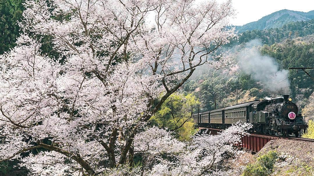 のインスタグラム：「*﻿ *﻿ 🚂🌸﻿ *﻿ *﻿ 今年は名古屋からだし、やめようかなーっと思ってたけど、来ちゃった(*^_^*)﻿ 新東名使ったので、意外と近かった♬﻿ ﻿ しかし、めちゃくちゃ花粉が飛んでいて、今日は一日ダウンしてました( ；∀；)﻿ ﻿ 2019.03.27 12:32p.m.﻿ *﻿ *﻿ #大井川鐵道 ﻿ #大井川鉄道 ﻿ #蒸気機関車 ﻿ #SL ﻿ #桜 ﻿ #鉄道 ﻿ #はなまっぷ ﻿ #はなまっぷ桜2019 ﻿ #flower ﻿ #さくら ﻿ #sakura﻿ #cherryblossoms ﻿ #α9﻿ #ザ花部 ﻿ #sonyalpha﻿ #yourshotphotographer﻿ #BeAlpha﻿ #sony﻿﻿﻿﻿ #japan﻿﻿﻿﻿ #MyRRS﻿﻿ #reallyrightstuff﻿﻿ #fstopgear﻿」
