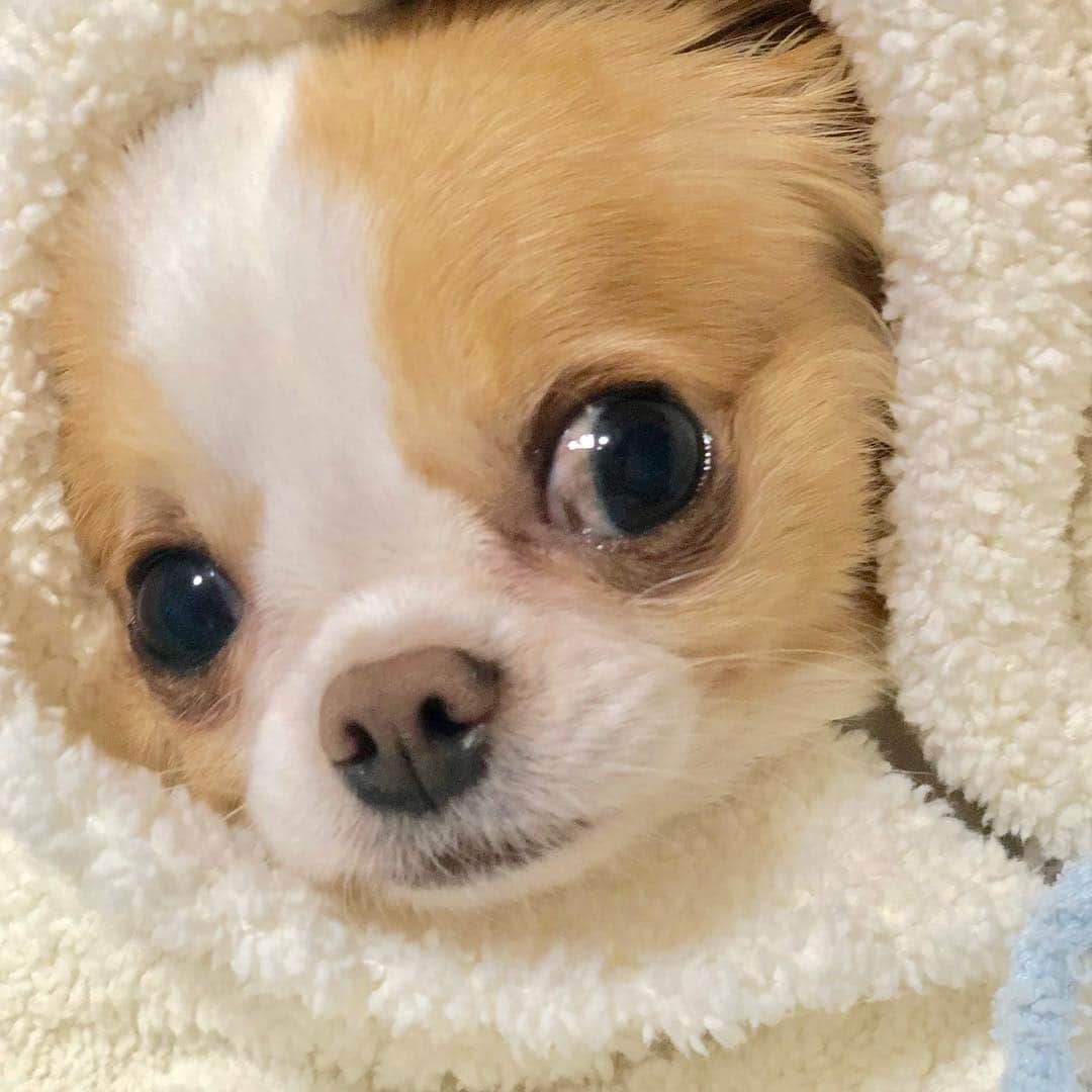のインスタグラム：「え？出かけるんでしゅか？って顔してる気がする。 いつもこの瞬間が申し訳ない。 ・ ・ ・ #お留守番 #ごめんね」