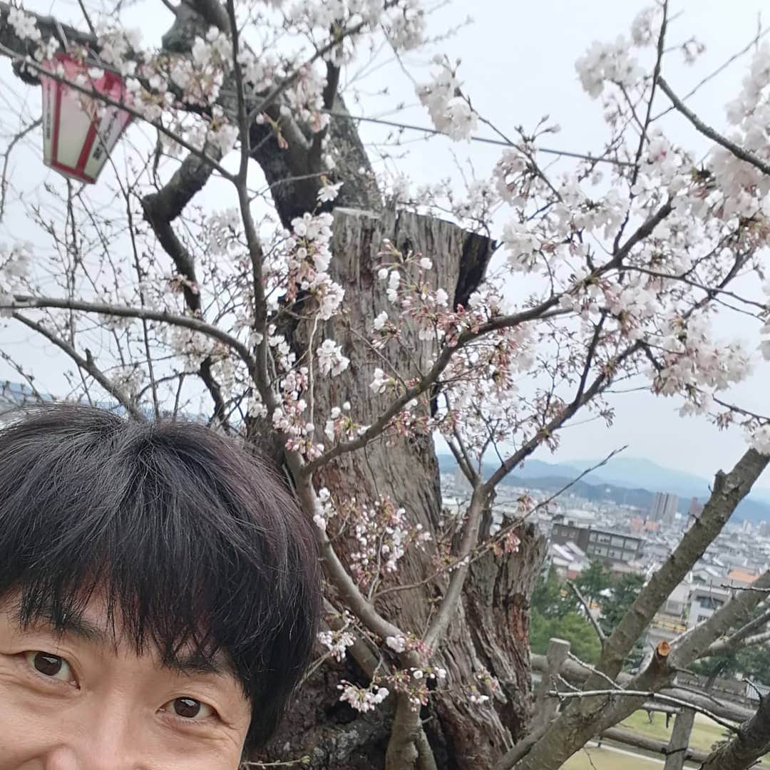 岡田達也のインスタグラム：「もうそこまで来てます。 鳥取で桜を見るのは何年振りだろう？  #ソメイヨシノ #桜 #久松公園 #岡田達也」
