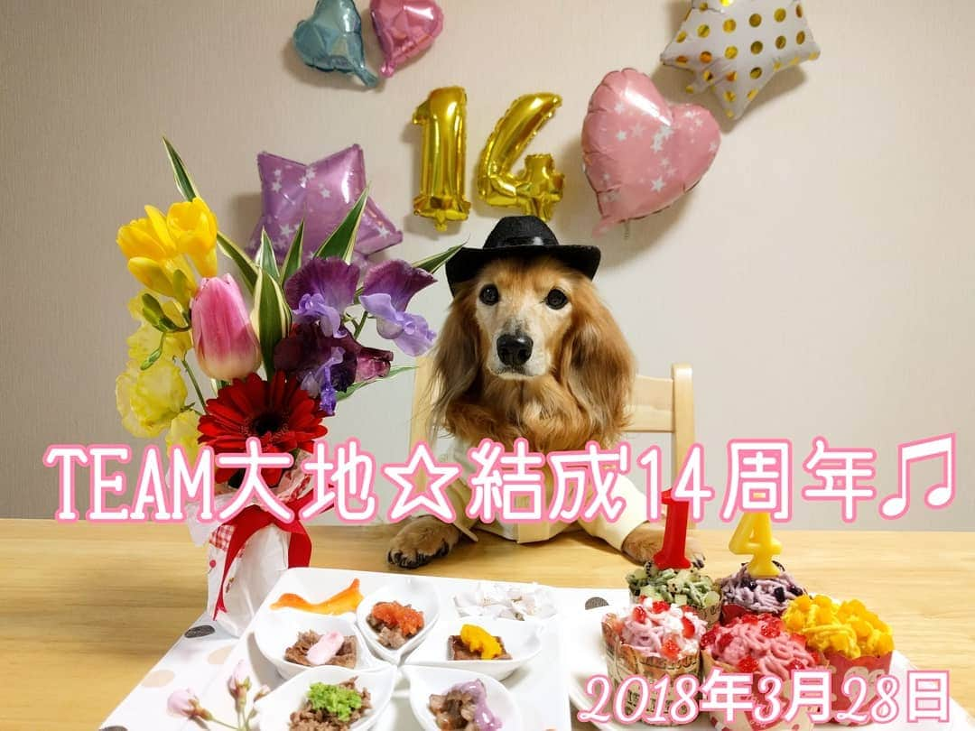 ?モデル?大地?さんのインスタグラム写真 - (?モデル?大地?Instagram)「♪🐾2019*3*28🐾 . 今日💕3/28は 🐶大地が家族なった 【TEAM🐶大地☆結成日】 🎉🍾🥂🎂🍖🎁🎊✌️😆 . 今日で【🎉15周年】を迎えました💕✌️😆✌️ . . 昨日の引き続き、今までの 【TEAM🐶大地☆結成記念日🎶】を 振り返ってみようと思います🎶✌️😄😄😄✌️ . . 📷2018年3月28日 TEAM🐶大地☆結成14周年🎉✌️😄 . 🌸桜の花びらの小皿が可愛くて😆 そこに❤大好きな🍖お肉を 5色のソースを掛けて あっと言う間に食べたよね🎶😁😁😁 . . #うちの子記念日 #3月 #フォトビーでお祝い . . 🐾🐾🐾🐾🐾🐾🐾🐾🐾🐾🐾🐾🐾🐾 . #大地#大好き#だいすき #いつも一緒#ずっと一緒 #大地なしでは生きて行けませんw #いぬ#イヌ#犬#わんこ . #ワンコ#愛犬#いぬばか部 #犬バカ部#いぬら部#いぬすたぐらむ #犬のいる暮らし#犬の生活が第一 #pecoいぬ部#お祝い . #yokohama#神奈川#横浜 #ミニチュアダックスフンド#ミニチュアダックス #ダックスフンド#ダックス」3月28日 18時48分 - sachi_daichi