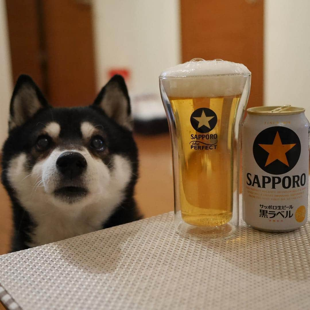 くろさんのインスタグラム写真 - (くろInstagram)「本日もお疲れちゃんでした🍺 #目線の先にはおやつ #お疲れちゃんビール #サッポロ黒ラベル #サッポロ生ビール黒ラベル #黒ラベル #サッポロビール #sapporobeer #lovebeer #⭐︎SAPPORO #黒柴 #柴犬 #和犬 #日本犬 #晩酌犬 #座敷犬 #癒し犬 #犬のいる暮らし #犬のいる生活 #わんこと一緒 #わんこのいる暮らし #柴犬のいる暮らし #柴犬の癒し #柴犬と一緒 #わんこのいる生活 #ふわもこ部 #わんだフォ #わんだふるjapan」3月28日 18時51分 - m6bmw