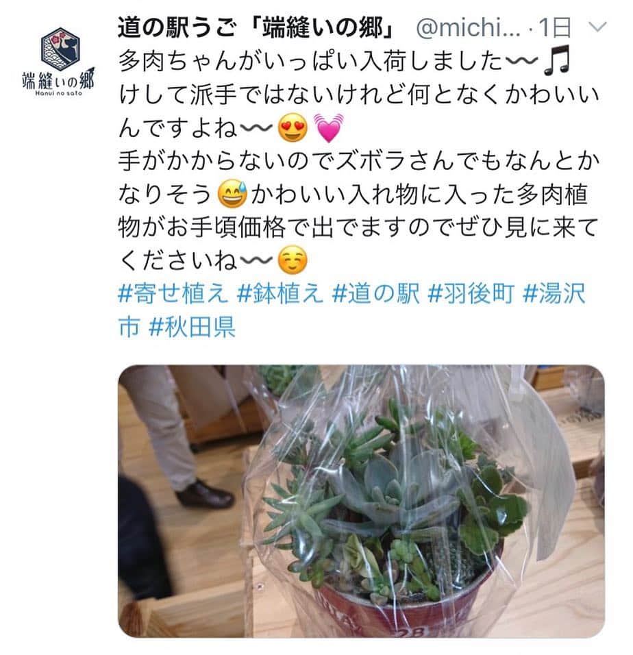 摂津颯登のインスタグラム：「僕の兄が一生懸命作ってる多肉植物です。 皆さん良かったら買って育ててみてください😊 #寄せ植え#鉢植え#道の駅#秋田県#羽後町#湯沢市#多肉植物」