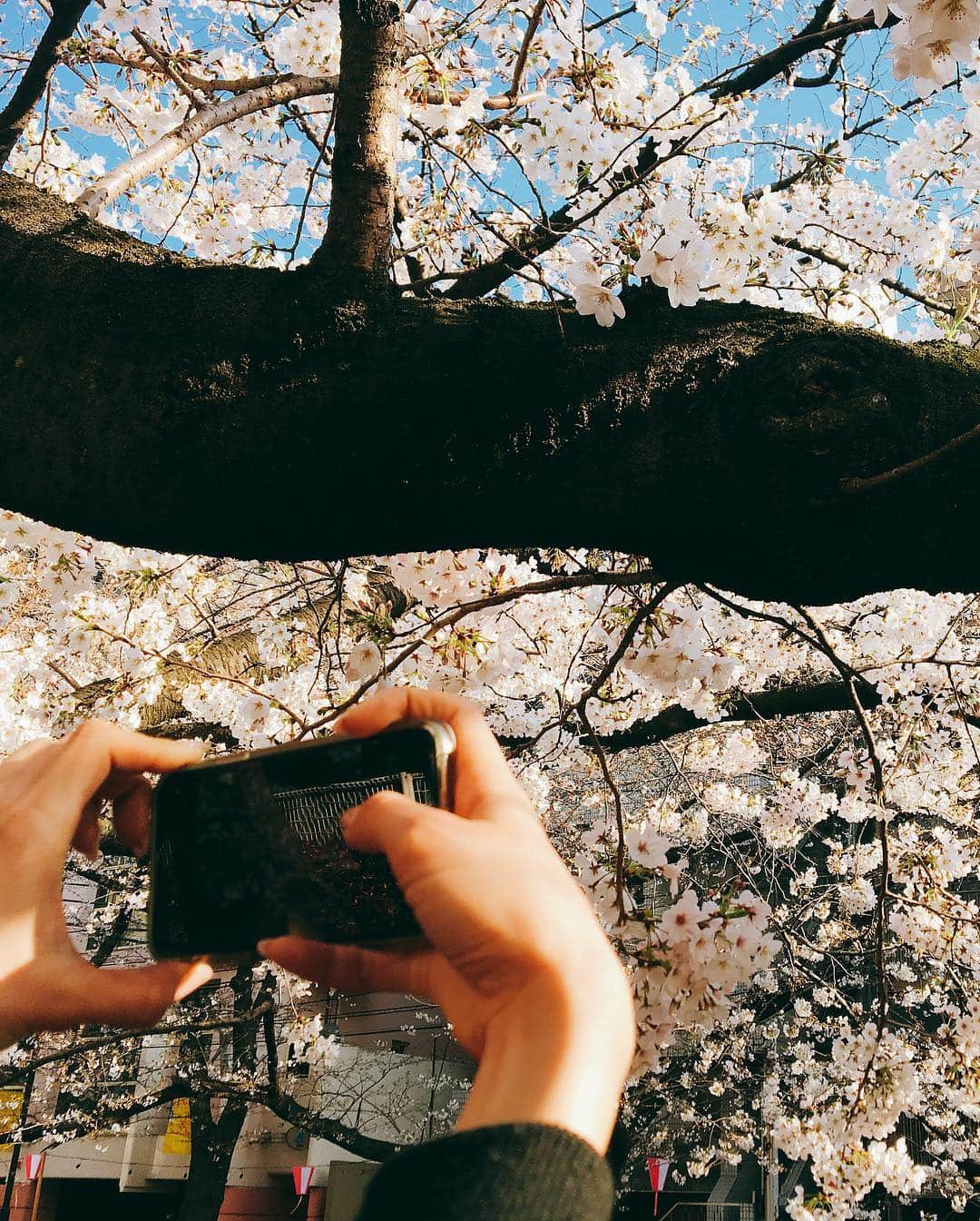 佐藤千晶さんのインスタグラム写真 - (佐藤千晶Instagram)「桜に魅せられる季節。  桜を愛でながら食べたりのんだりも すき。  #桜 #cherryblossom  #お花見 #tokyo #玉こんにゃく #山形の玉こん #中津からあげ も食べた #もちろんお酒もいただきました💓」3月28日 18時56分 - satochiaki125