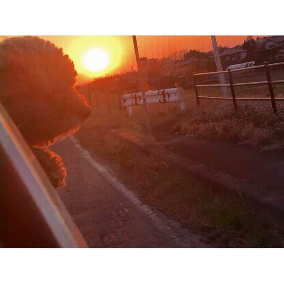 まぁむさんのインスタグラム写真 - (まぁむInstagram)「♡ . . 黄昏のルイさん . . . #toypoodle #dog #トイプードル #トイプー #ルイくん #犬 #犬のいる生活 #instagramdogs #petstagram #dogs_of_instagram #weeklyfluff #ilovemydog #doglovers #dogoftheday #dogsofig #doglover #doglife #instapet #lovepuppies #petsofinstagram #dogslife #puppies #petsagram #dogscorner #barkbox #puppiesofinstagram # #trip #drive #旅行」3月28日 19時06分 - maamland