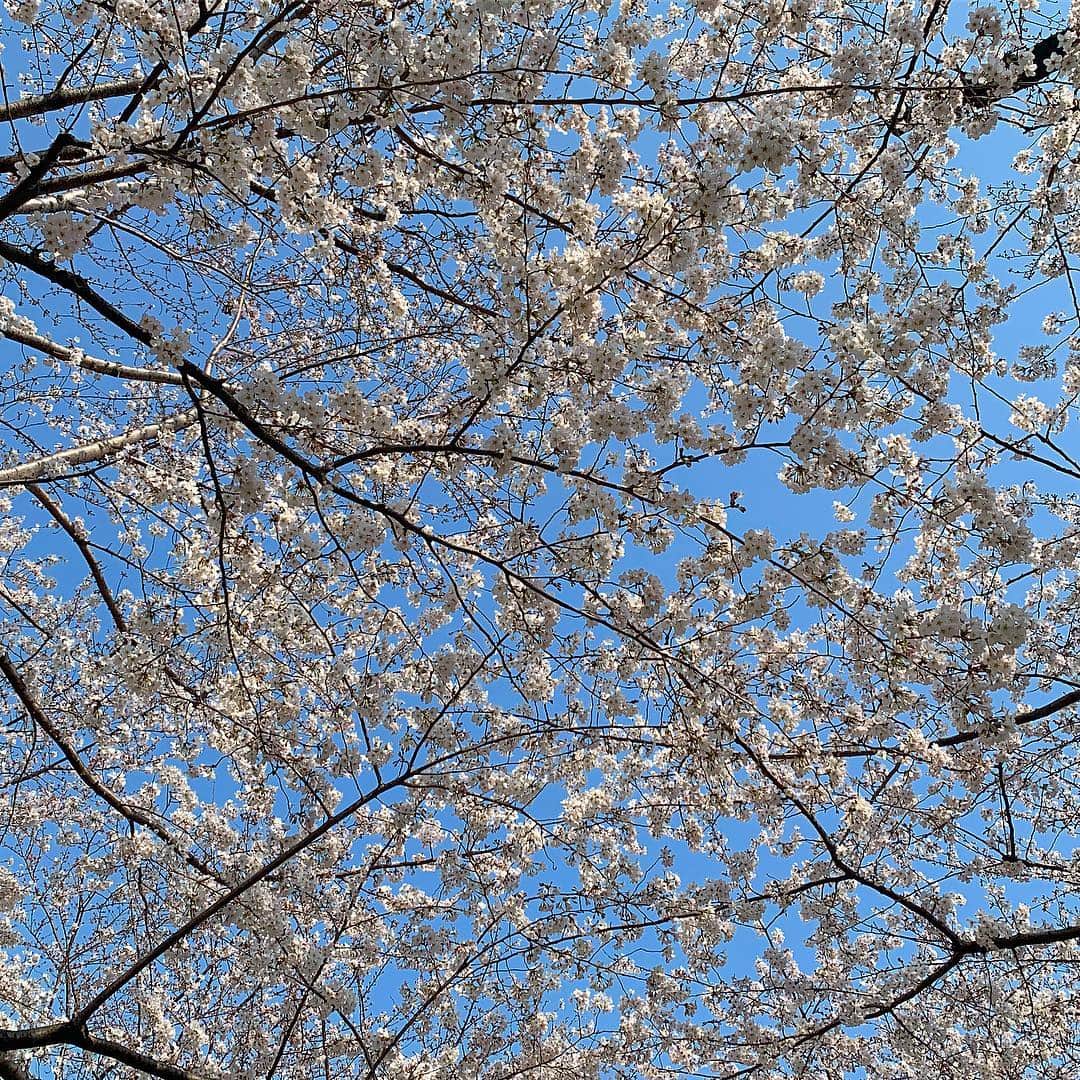 田中啓太さんのインスタグラム写真 - (田中啓太Instagram)「すっごい桜  #sakura #🌸」3月28日 19時09分 - kt_keita_tanaka