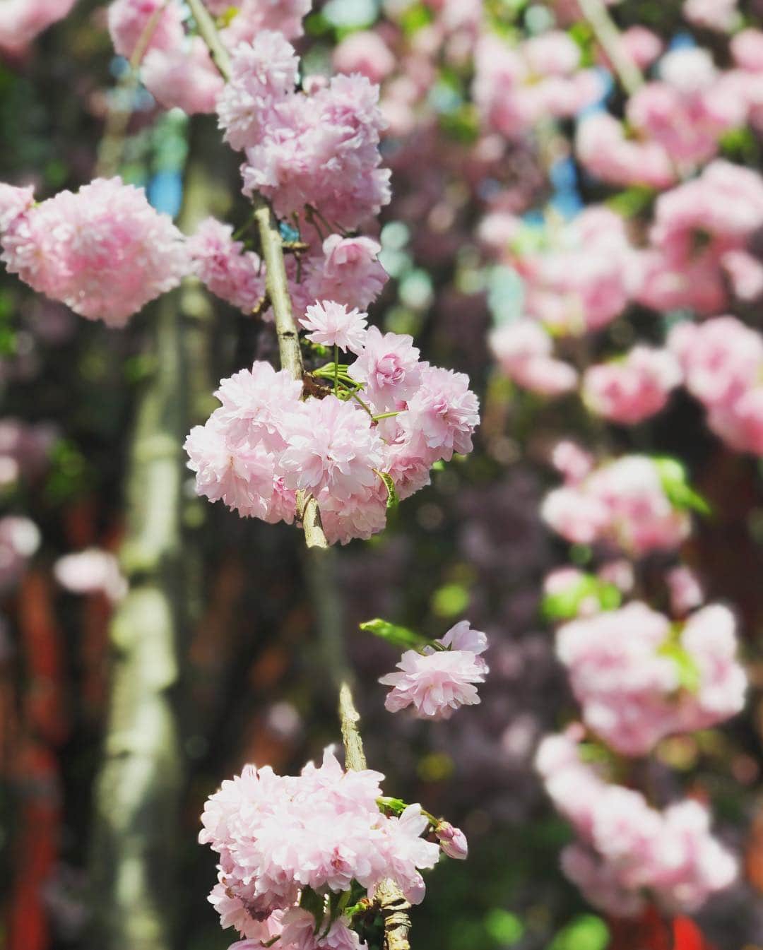 畑田亜希さんのインスタグラム写真 - (畑田亜希Instagram)「🌸桜祭り🌸 ・ ・ 今年も見れてよかった☺️ ・ ・ 🌺Garden by the bay🌲 ・ ・ #2019 #sg #gardenbythebay #cherryblossom #spring #桜祭り」3月28日 19時15分 - akihatada