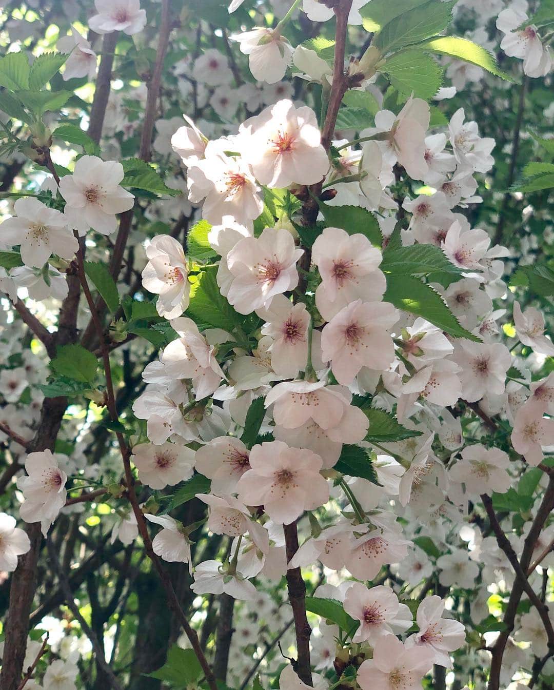 畑田亜希さんのインスタグラム写真 - (畑田亜希Instagram)「🌸桜祭り🌸 ・ ・ 今年も見れてよかった☺️ ・ ・ 🌺Garden by the bay🌲 ・ ・ #2019 #sg #gardenbythebay #cherryblossom #spring #桜祭り」3月28日 19時15分 - akihatada