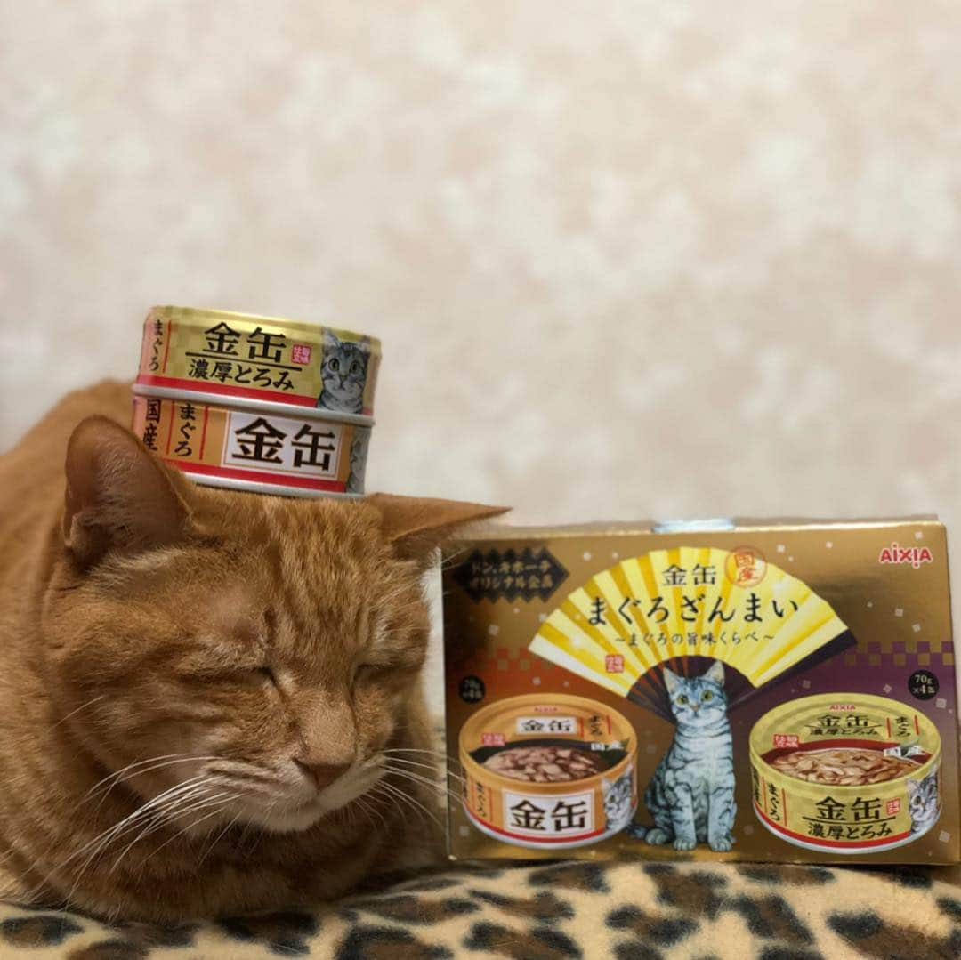 mayumiさんのインスタグラム写真 - (mayumiInstagram)「20190328 ✩ AIXIAさんの金缶 まぐろざんまい 旨味くらべたら どっちも旨くて たまんね～♡ ． #ラブリードンキ @lovely_donki ドン・キホーテ室蘭中島店で購入 ． #ニャイドル祭#猫グッズ祭#のせ猫 ． #シブにゃん隊over10 #無敵の親バカ同盟 #IGersJP#ふわもこ部 #ドリー2019 ． #シマホとネコダスケステーション  #猫好きの輪を広げよう ． #cat#猫#ねこ#ネコ#茶トラ #gingercat#catstagram#instacat #Excellent_cats#cat_features#catofinstagram  #サンデイ#ペコねこ部#picneko #nyancon01#朝ワンコ夕ニャンコ#sippo#ねこにすと#今日のうちの子🐶🐱」3月28日 19時15分 - imuyamotas