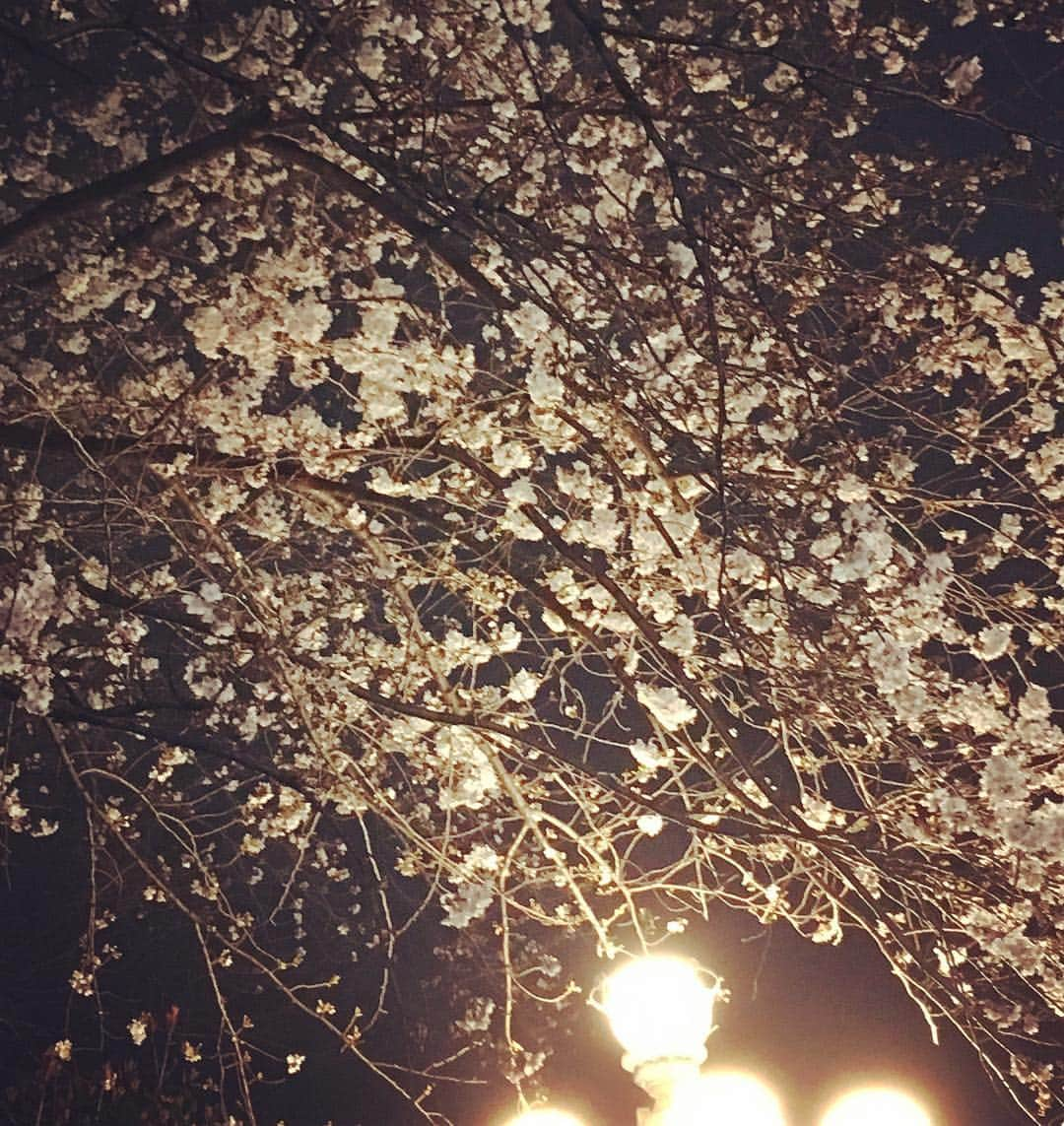 山口隆さんのインスタグラム写真 - (山口隆Instagram)「夜桜だよおっ母さん」3月28日 19時21分 - yamaguchi_sbm