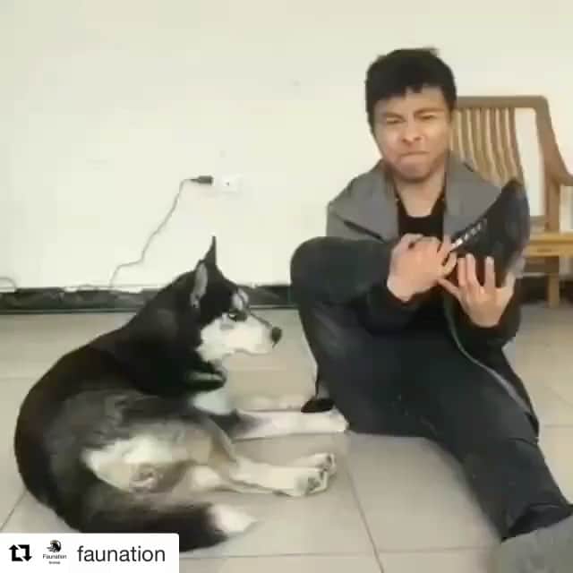 tegopoのインスタグラム：「今週のテポスト﻿﻿﻿ ゴー。﻿ ﻿﻿﻿ #Repost させて頂きます。﻿﻿﻿ faunation ﻿﻿様﻿ ﻿ #犬 #柔軟 #フィットネス #おもしろ動画 #お手本 #かわいい #びっくり #動画 #面白動画」