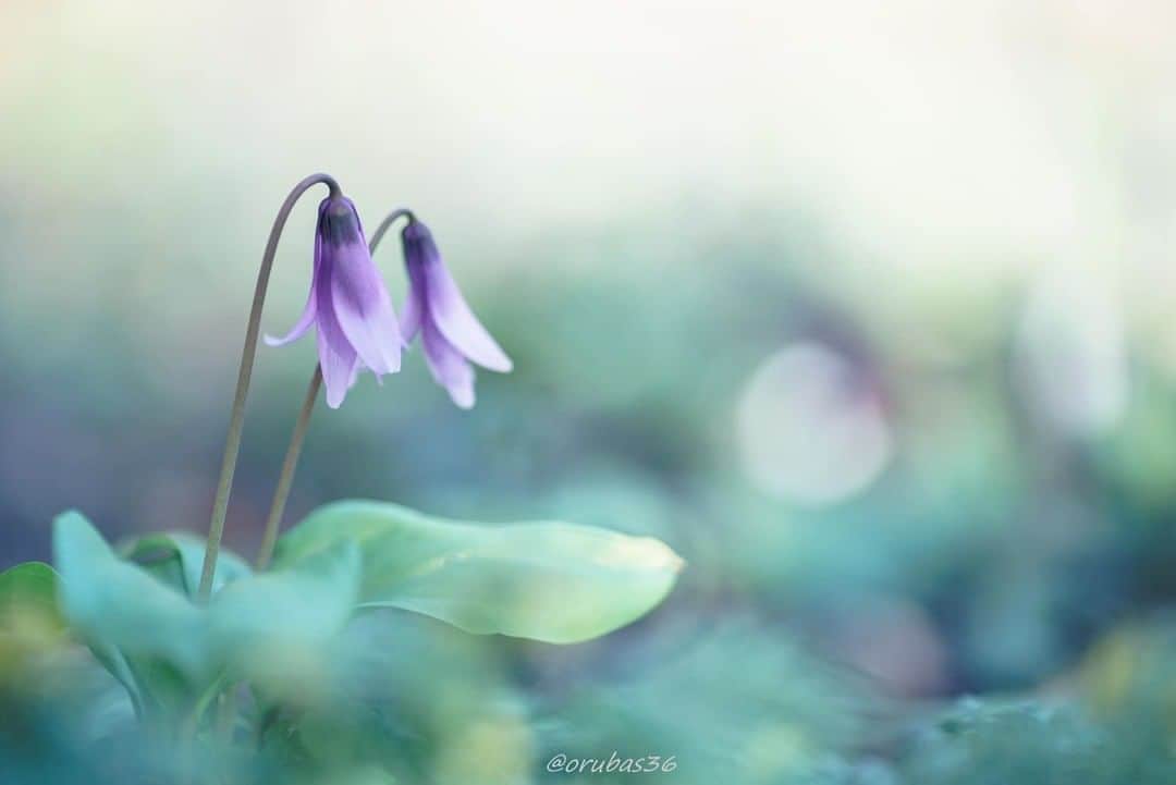 花の写真館のインスタグラム：「Photo by Saburo Sagano.⠀ https://www.facebook.com/ssagano⠀ .⠀ Original Post[投稿頂いたURL]⠀ https://www.facebook.com/photo.php?fbid=1415866205221899⠀ .⠀ 本アカウントは、 #私の花の写真 をつけてInstagramに投稿された皆さまの花の写真や、「花の写真館」Facebookページで投稿された花の写真を紹介します。⠀ 「花の写真館」Facebookページは、「 @floral.photograph 」のプロフィールにあるURLからご覧ください。⠀ .⠀ #花の写真館 #floralphotograph #floralphoto #flower #flowers #富士フイルム #FUJIFILM⠀ Follow: @floral.photograph」