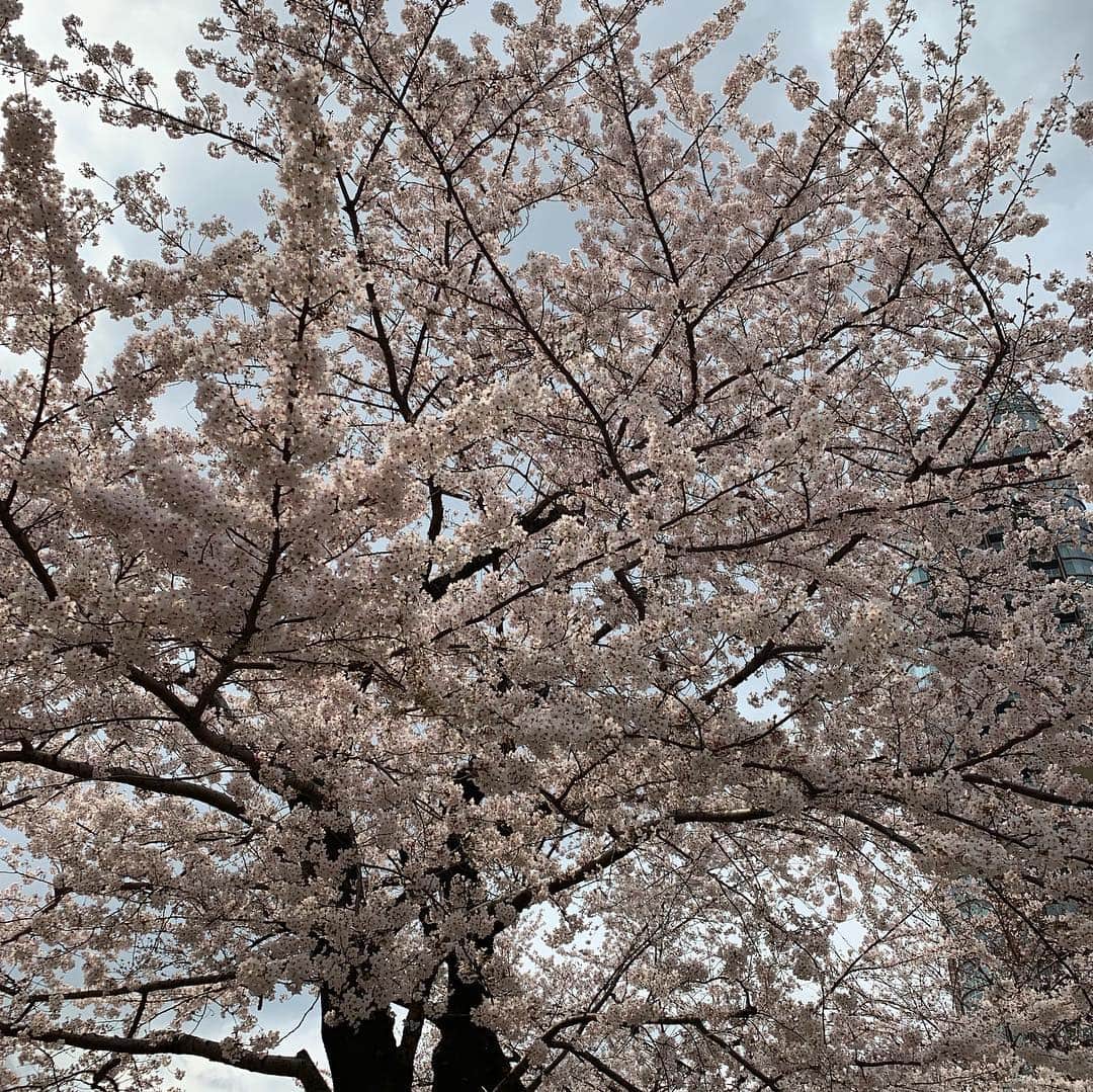 安倍宏行さんのインスタグラム写真 - (安倍宏行Instagram)「#ミッドタウン #お花見 #japanindepth #今日が満開」3月28日 19時43分 - higeabe