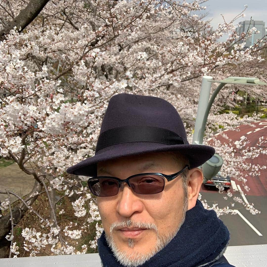 安倍宏行さんのインスタグラム写真 - (安倍宏行Instagram)「#ミッドタウン #お花見 #japanindepth #今日が満開」3月28日 19時43分 - higeabe