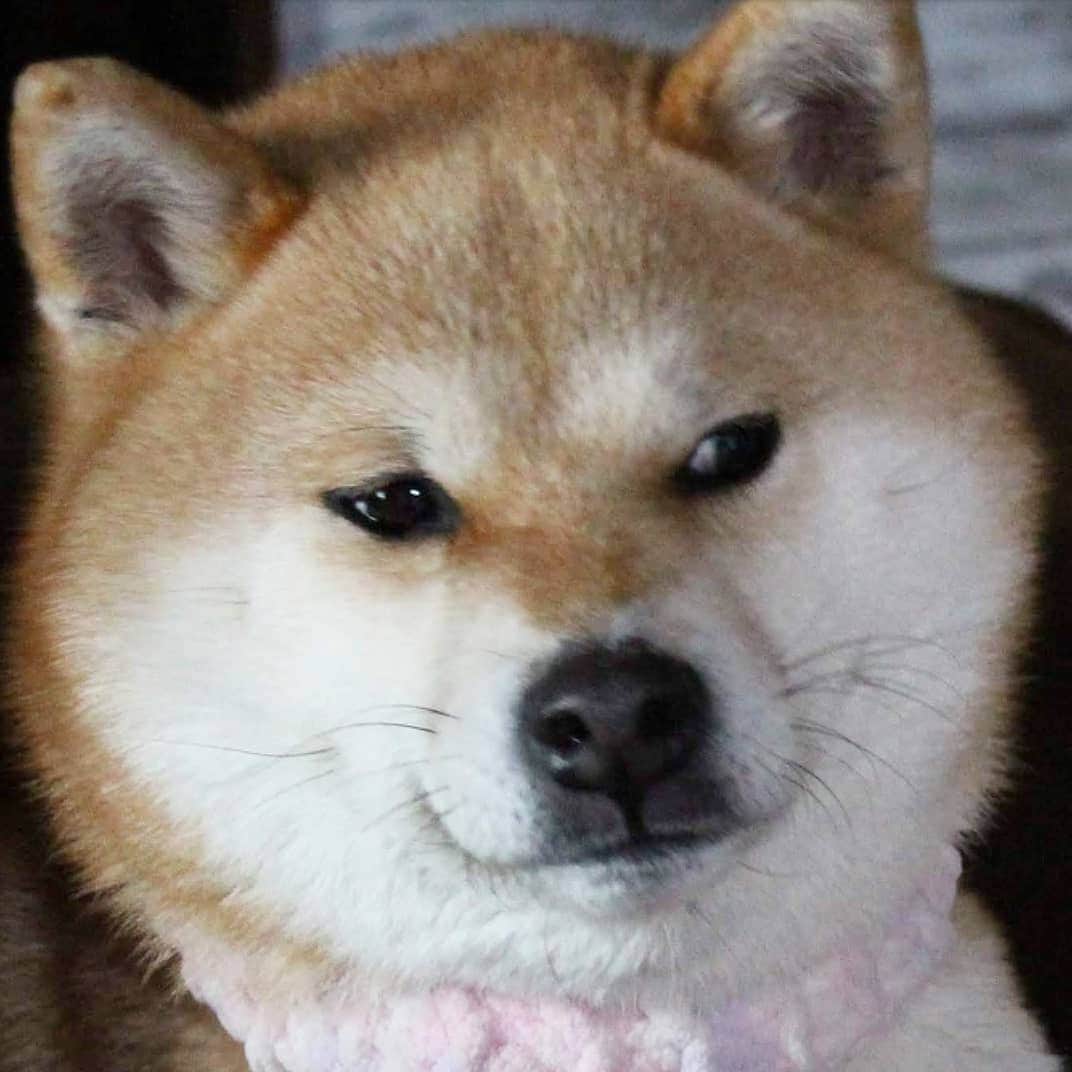 柴犬たま Shibainu Tamaさんのインスタグラム写真 - (柴犬たま Shibainu TamaInstagram)「私は知っている… * ミケが時折怖い目をしてるのを… * Caption trans🇬🇧 I know… Meekeh sometimes get scared eyes… * #たま家族 #柴犬ミケ #一眼レフ #一眼レフカメラ #ジロリ #ホラー #たくらみ顔 #くまちゃんリュック #かなりひし形 #柴犬 #shiba #shibainu #shibastagram #犬 #dog」3月28日 19時37分 - tama7653