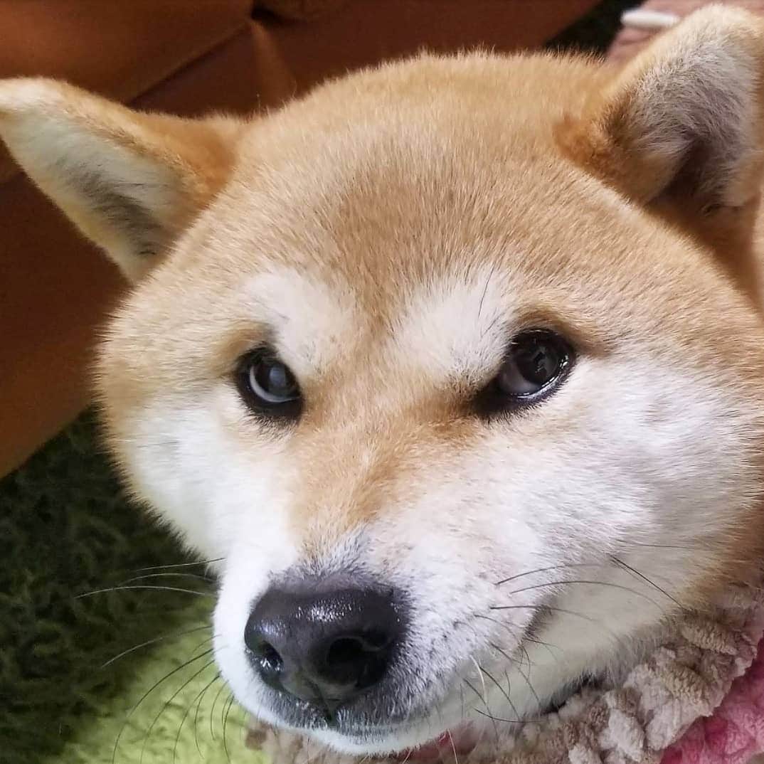柴犬たま Shibainu Tamaさんのインスタグラム写真 - (柴犬たま Shibainu TamaInstagram)「私は知っている… * ミケが時折怖い目をしてるのを… * Caption trans🇬🇧 I know… Meekeh sometimes get scared eyes… * #たま家族 #柴犬ミケ #一眼レフ #一眼レフカメラ #ジロリ #ホラー #たくらみ顔 #くまちゃんリュック #かなりひし形 #柴犬 #shiba #shibainu #shibastagram #犬 #dog」3月28日 19時37分 - tama7653