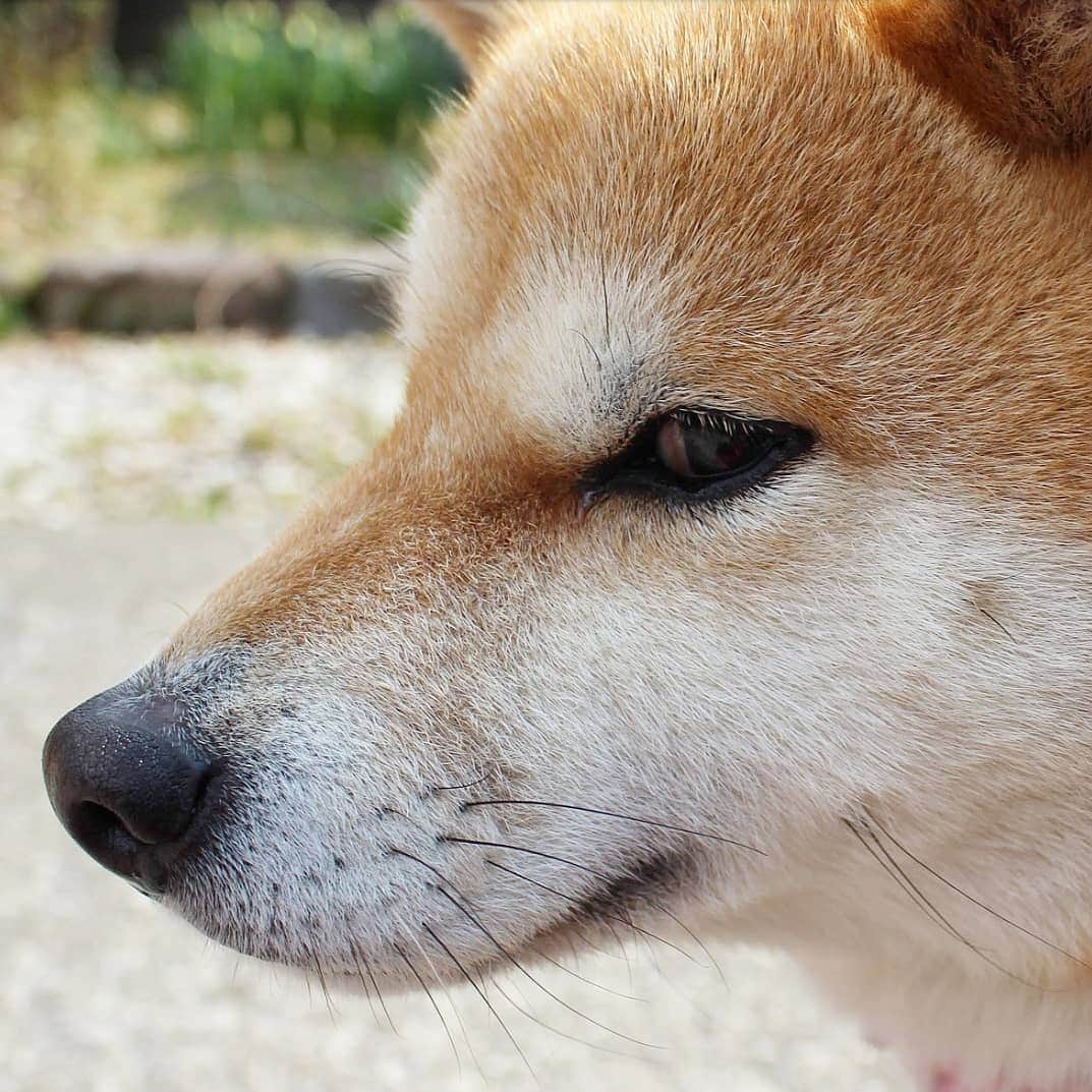 柴犬たま Shibainu Tamaさんのインスタグラム写真 - (柴犬たま Shibainu TamaInstagram)「私は知っている… * ミケが時折怖い目をしてるのを… * Caption trans🇬🇧 I know… Meekeh sometimes get scared eyes… * #たま家族 #柴犬ミケ #一眼レフ #一眼レフカメラ #ジロリ #ホラー #たくらみ顔 #くまちゃんリュック #かなりひし形 #柴犬 #shiba #shibainu #shibastagram #犬 #dog」3月28日 19時37分 - tama7653
