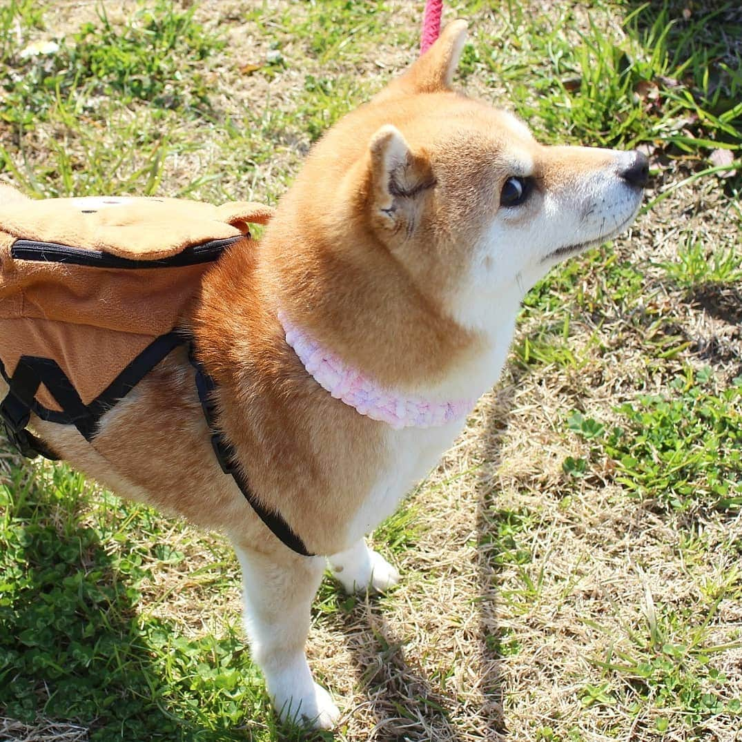 柴犬たま Shibainu Tamaのインスタグラム