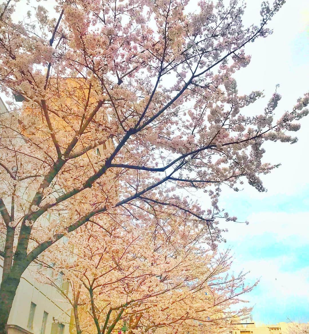 アンミカさんのインスタグラム写真 - (アンミカInstagram)「桜の季節は、出会いと別れの季節でもありますね🌸 人生は人間交差点。さまざまな人と時間と思いが交錯して人生が彩られていきます。 今日でTOKYO MX【ひるキュン】の木曜レギュラー最後の出演でした。 2年半の間、毎週、田中みな実ちゃんに会えるのが楽しみでした🎵 可愛くて頭が良くて細やかなところに行き届く気遣いが出来る、尊敬する女性です❤️ ラストのゲストは、みな実ちゃんが大好きで尊敬する、タイタン社長の太田光代さん❤️ 穏やかで楽しい時間を過ごすことができました。 ご縁に心から感謝申し上げます。。。 。 #太田光代さんの324ワインは私たち夫婦の結婚式記念日なのでお祝いに飲んでます🥂 #お節介リサーチは太田光さんとの夫婦旅行を想定した温泉情報でした♨️ #クラス替えを迎えるこの時期は春休みに入り忘れられた自分の誕生日の切なさも思い出したりして。。 #私が男だったらみな実ちゃんを嫁に欲しい #料理の腕前が素晴らしくて優しくて服のセンスも良くてトークのツボが好きで可愛い💕 #徳光さんの穏やかさが心がフニャッとして好きでした❣️ #原なっちゃんは男前な性格が楽しくて可愛い💕 #楽しいスタッフに盛り上げて頂き感謝✨ #桜は明治通りの広尾あたりで満開です🌸 #TOKYOMX #ひるキュン #田中みな実 #徳光正行 #太田光代 #原奈津子」3月28日 19時51分 - ahnmikaofficial