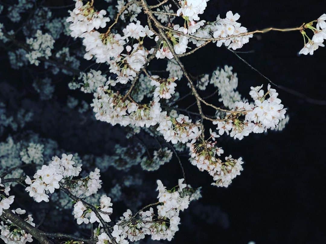 黒須洋壬さんのインスタグラム写真 - (黒須洋壬Instagram)「夜桜@代々木公園 #shibuya」3月28日 19時52分 - xross